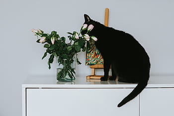 hitam, kucing, bunga, lukisan, Kucing hitam, mawar, hewan peliharaan, hewan, seni, warna merah muda, Kucing domestik