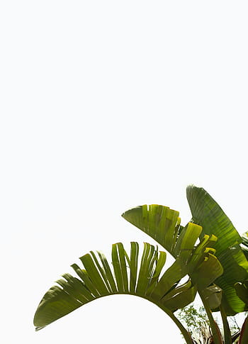 bananier, vert, plante, feuille, les plantes, la nature, feuilles, des arbres, banane, ciel, blanc