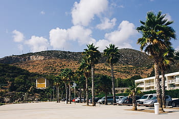 Palmeiras, Espanha, verão, natureza, árvores, viagem, férias, mediterrâneo, barcelona, ​​palmeiras, trópico