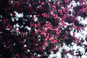 encantadora, rosa, flores, floreciente, ramas de los árboles, árbol, ramas, espacio de la copia, primavera, flor, naturaleza