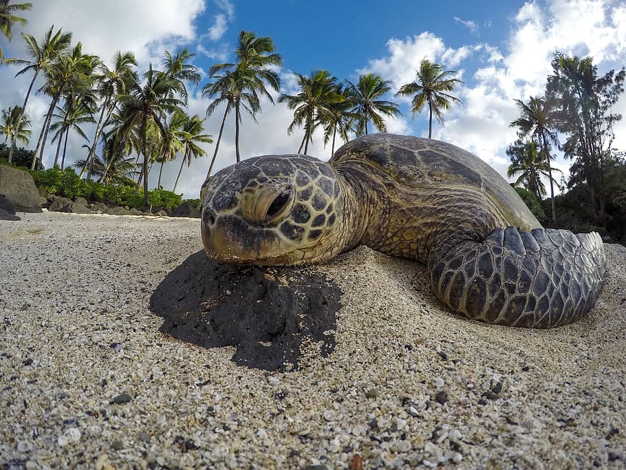 sea, turtle, reptile, aquatic, animal, beach, sand, coast, shore, nature, tree