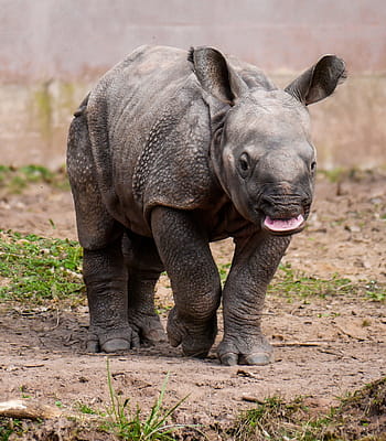 black rhinoceros, rhino, animal, pachyderm, rhino baby, rhino young, nürnberger tiergarten, curiosity, run, one animal, animal wildlife