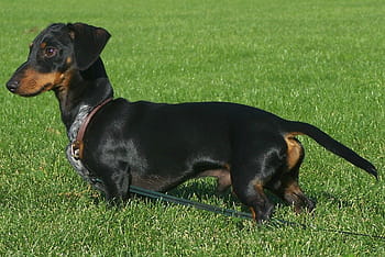 adult, smooth, black, tan, dachshund, leash, grass, wiener dog, dog, doxie, pet