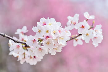 close, photograph, pink, petaled flowers, japan, landscape, spring, plant, cherry, flowers, natural