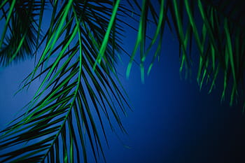 照らされたヤシの木、 照らされた、 ヤシの木、 抽象、 緑、 自然、 葉、 照明、 夜、 色、 熱帯