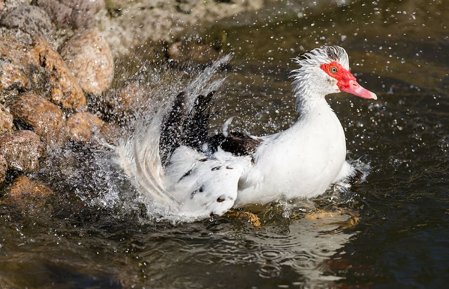 animal, bath, duck, nature, water, one animal, bird, animals in the wild, animal wildlife, animal themes, outdoors