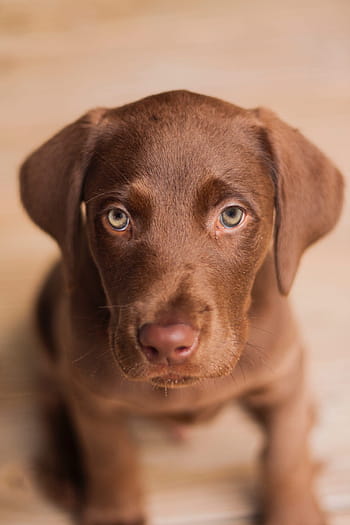 Labrador, Dog, Puppy, Pet, Cute, labrador, dog, brown fur, pets, labrador Retriever, animal, canine