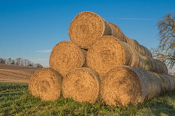 짚 bales, 일주, 빨대, 둥근 베일, 농업, 곤포, 소 사료, 건초, 식품, 목초지, 싸서
