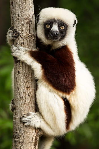 zvíře, hospodářství, kmen stromu, lemur, coquerel sifaka, sifaka, Madagaskar, propithecus, vévoda lemur centrum, durham, Severní Karolina