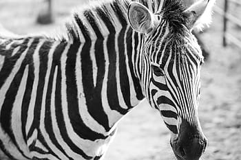 zebra preto e branco retrato, zebra, preto, branco, retrato, animais, exótico, safari, jardim zoológico, listrado, animal