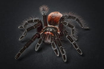 black, red, tarantula, closeup, photography, spider, arachnophobia, insect, hairy, macro, phobia