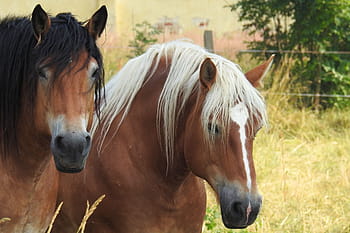 two, brown, grass, Horses, Cold Blooded Animals, Mares, pasture, horse head, paddock, horse, domestic animals