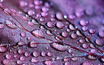 purple, leaf plant, dew, micro, photography, leaf, plant, abstract, art, artistic, arty