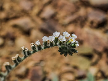 flower, wild flower, nature, plant, summer, blossom, blooming, flora, cyprus