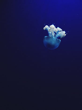 grigio, Medusa, subacqueo, foto, fotografia, bianca, gelatina, pesce, mare, oceano, acqua