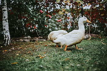 アヒル、 草、 白、 鳥、 葉、 動物、 自然、 農場、 屋外、 家禽、 ガチョウ