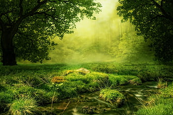 fotografie krajiny, zelená, travnaté hřiště, stromy, glade, les, louka, skládání, Příroda, mystický, nálada