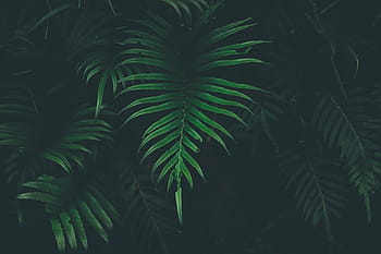 close-up photo, green, leaf plants, leaf, plant, nature, blur, dark, tropical Climate, tree, palm Tree