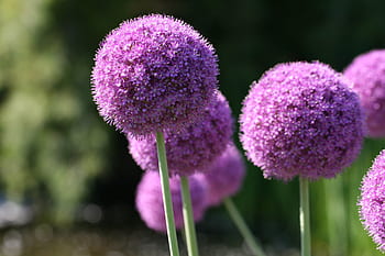 mor, Çiçekler, doğa, yuvarlak, çiçek, bitki örtüsü, Bahçe, alan, allium, süs, bitki