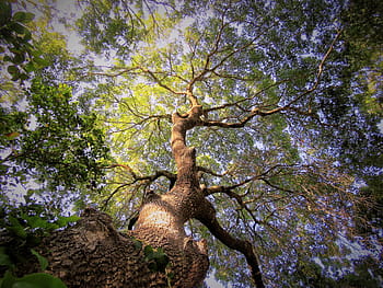 worm-eye, view photography, tree, blue, sky, sunset, green, shadows