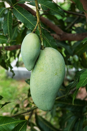 growing, green, mango, hanging, fruit, food, nature, tree, leaf, agriculture, branch