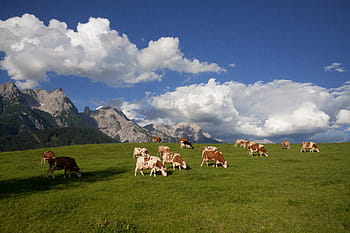 herd, cows, daytime, alm, pasture, mountains, clouds, cow, summer, landscape, nature