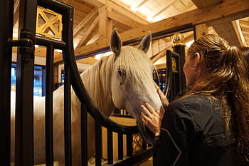 žena, hospodářství, hlava koně, kůň, lipizzaner, stud, reiterhof, reitstall, usedlost, plemeno koně, savec