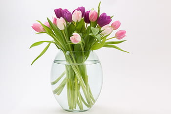 purple, pink, flowers, inside, glass vase, water, tulip, tulip bouquet, spring flower, bouquet, schnittblume