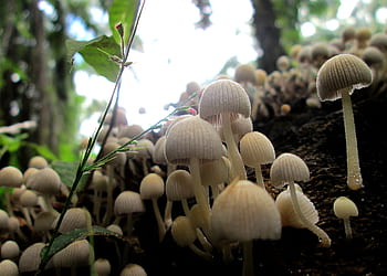 mashrooms, nature, plant, natural, forest, green, rain, growth