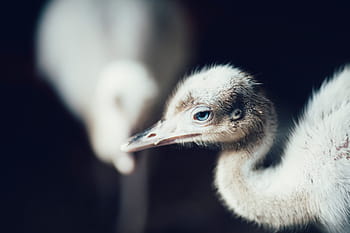 selective, focus photography, chick, bird, beak, feather, animal, fly, eyes, blue, white