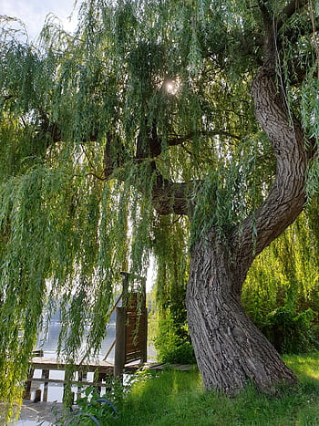 schaalsee, pastvina, smuteční vrba, strom, zelená, sluneční paprsek, letní, estetický, web, jezero, salix