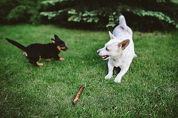 jogando, vara, cão, animal, diversão, feliz, jogar, cão branco, animais de estimação, fofa, grama