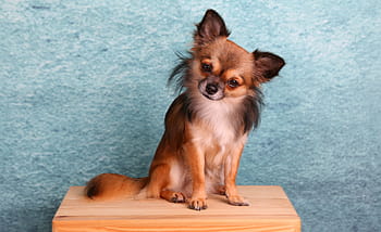 adult long-haired sable chihuahua, chihuahua, dog, small, pets, cute, animal