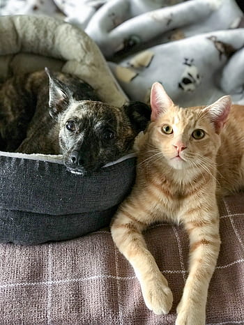 Katze, Hund, süß, Haustiere, Freundschaft, katzenartig, Kätzchen, Eckzahn, Rettung