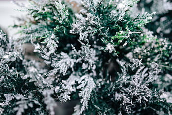 bersalju, pohon, Close-up, closeup, daun, pinus, ranting, cabang, es, musim dingin, salju