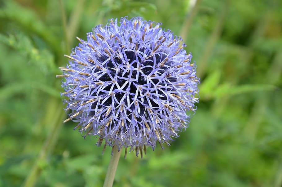 white, blue, dandelion plant, thistle, globe thistle, flower, plant, blossom, bloom, nature