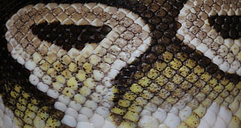 brązowy, biały, skóra węża, wąż, pyton kulkowy, python regius, piękno, ballpyhton, mojave, głowa, egzotyczny