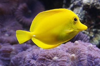 žluté ryby, citron doktorfisch, surgeonfish, světle žlutá, Ryba, podvodní svět, pod vodou, voda, moře, meeresbewohner, potápění