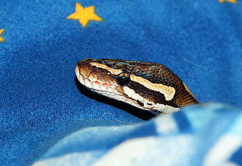 mojave python, กล้ามเนื้อที่หดเข้า, หลาม, งู, ซ้อม, แปลกใหม่, สง่างาม, ชั้นสูง, สัตว์เลื้อยคลาน, ภาพเหมือน, สัตว์