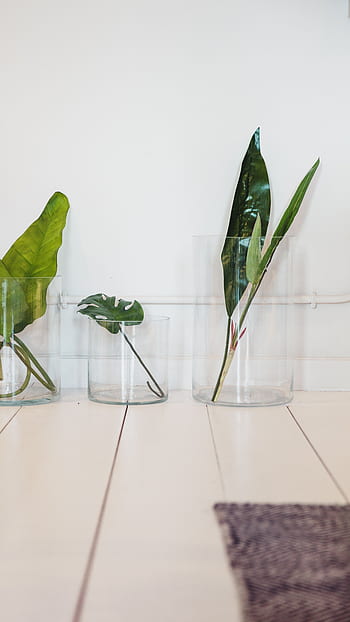 jednoduchý, rostlin, váza, uvnitř, výzdoba, dekorace, minimální, organický, přírodní, Domov, design