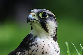 lanner falcon, sokol, lanner, dravec, raptor, kořist, pták, jestřáb, volně žijících živočichů, sokolnictví, lovec