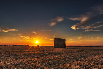 campo d'erba, giallo, Alba, campo, agricoltura, raccogliere, villaggio, Mais, fieno, segale, Grano