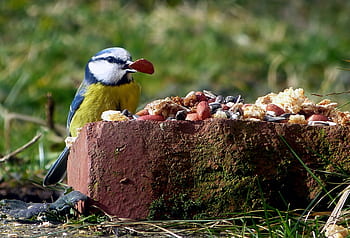 tit, ptačí zob, krmivo, peří, krmení, arašídy, místo krmení, zimní, zvíře, Příroda, zahrada
