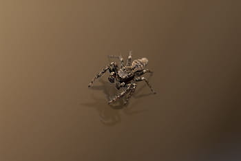 macro photography, gray, black, spider, arachnids, venom, poison, arachnid, brown, one animal, animals in the wild