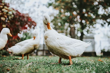 アヒル、 草、 白、 鳥、 葉、 動物、 農場、 自然、 家禽、 家畜、 アウトドア