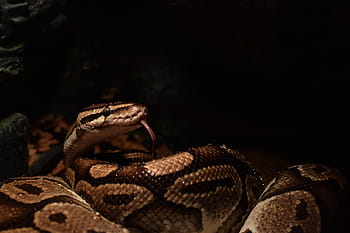 ball python, snakehead, yellow, snake tongue, constrictor, python regius, reptile