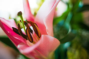 pink, lily, Detail, mekar, warna-warni, bunga, alam, tanaman, close-up, daun bunga, Warna pink