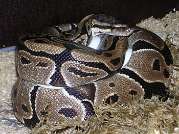 ball python, python regius, snake, reptile, constrictor, python, egg, boa, snake eggs, young, breeding