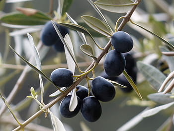 superficiale, messa a fuoco, viola, ramo, giorno, messa a fuoco superficiale, java prugna, olive, ramo d'olivo, frutta, Ulivo