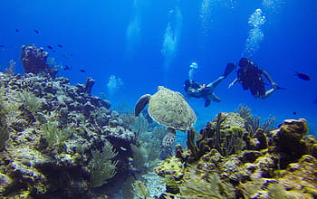 two, persons, water, tortoise, Turtle, Diving, Diver, Bottles, Seabed, corals, underwater